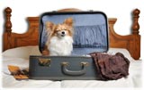 Boarding - Doggy in Suitcase