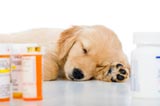 Doggy and Medicine